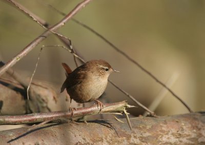wren, Stengweg, Texel