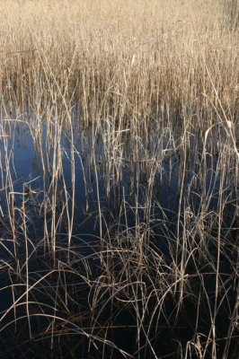 riet