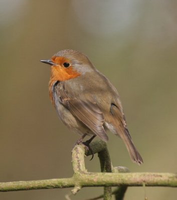 robin / roodborst, Veerse Bos