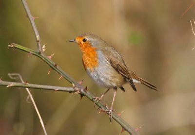 robin / roodborst, Veerse Bos