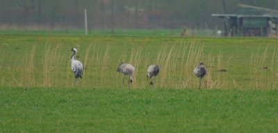 crane / kraanvogel, Grijpskerke