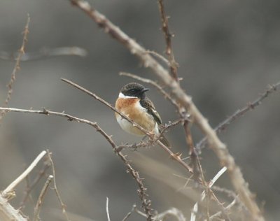 stonechat / roodborsttapuit, Westkapelle