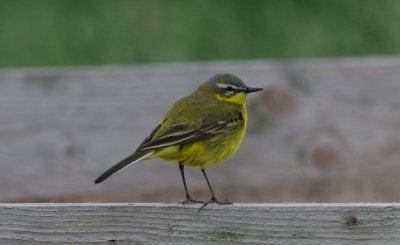 yellow wagtail / gele kwikstaart