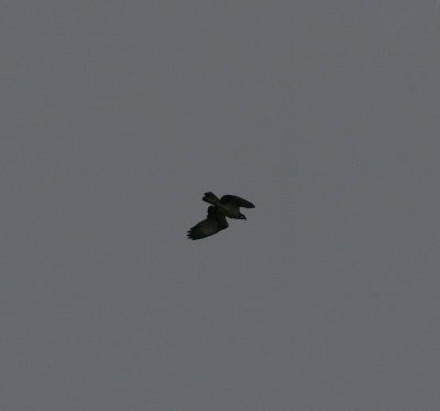 osprey / visarend, St. Laurens weihoek