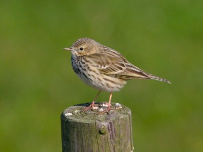 pipits & wagtails & larks
