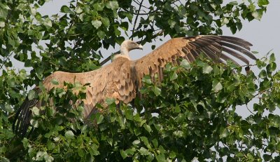 griffon vulture / vale gier, Biggekerke