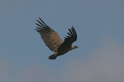 griffon vulture / vale gier, Biggekerke