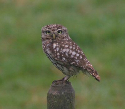 little owl / steenuil, Groede