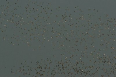 golden plover / goudplevier, Zandvoortseweggebied