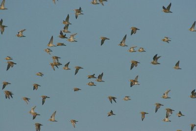 golden plover / goudplevier, Zandvoortseweggebied