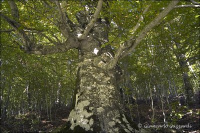 the song of the trees