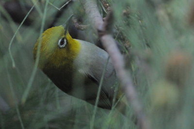 Japanese White-Eye 暗綠繡眼鳥 （相思）