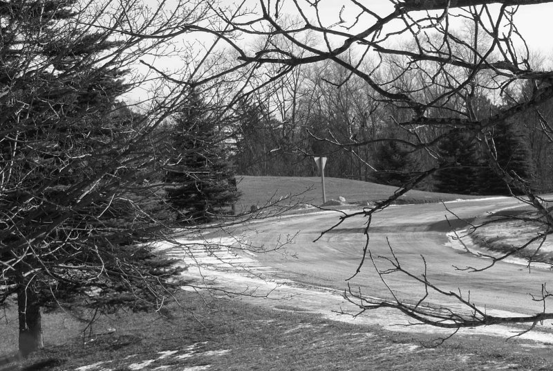 lx3_trees_5jan09.jpg