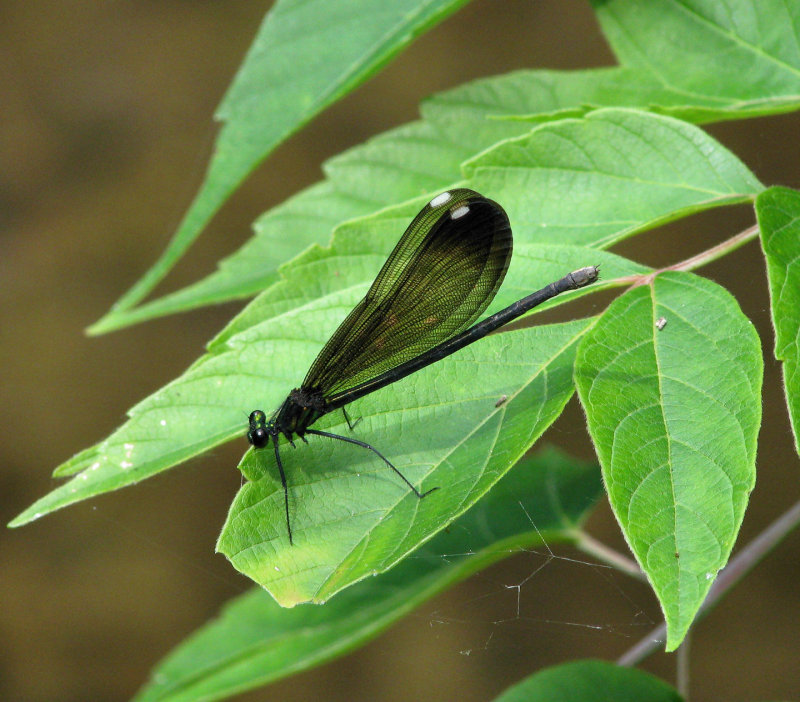 tx1_dragonfly.jpg