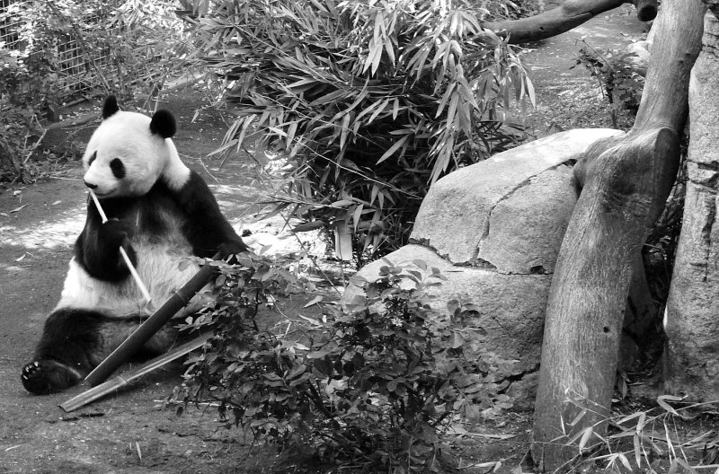 diego_panda_oct2010.jpg