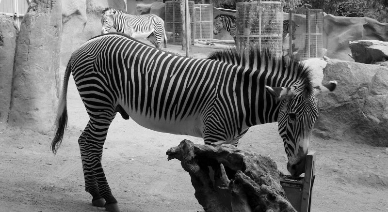 diego_zebra_oct2010.jpg