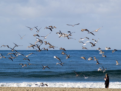 Feeding the gulls