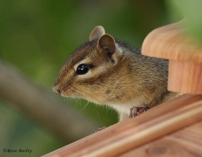 This Is My Best Side