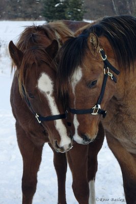 First Time With Halters