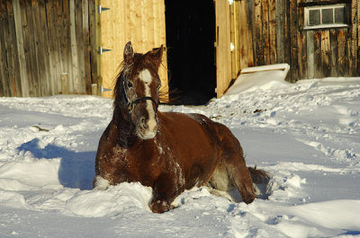 You're Never Too Big To Play In The Snow!