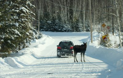 This vehicle had to swerve around it to get past ....and still the moose stayed