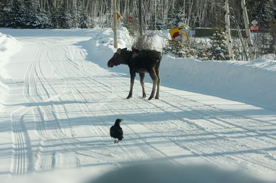 This bird seemed too interested in this moose