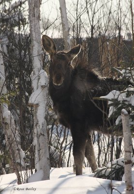 Moose Encounter