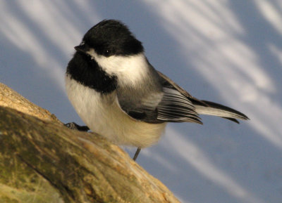 Another  Chickadee from small digital camera