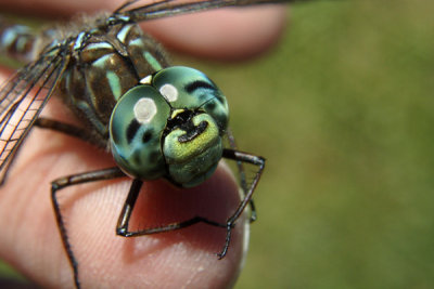 Dragonfly Smile