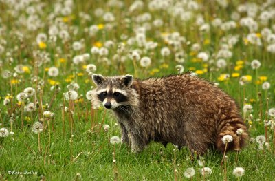 Momma Raccoon