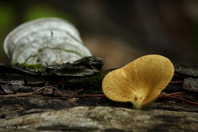 Fungi of the Forest