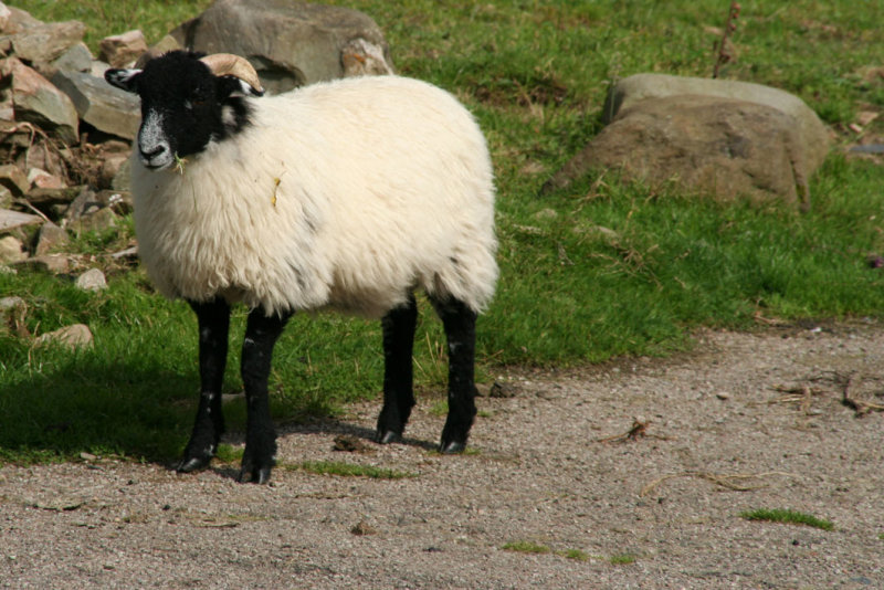 Curious sheep