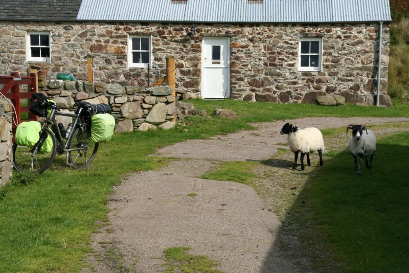 Curious sheep