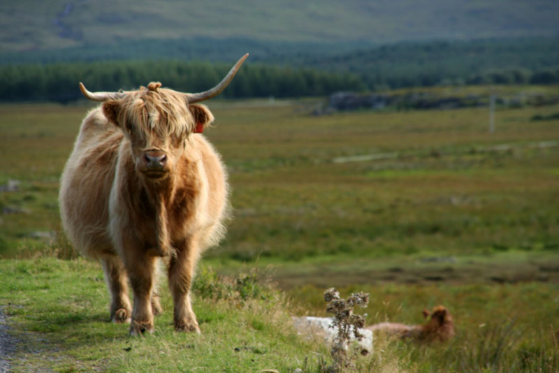 On the Isle of Mull