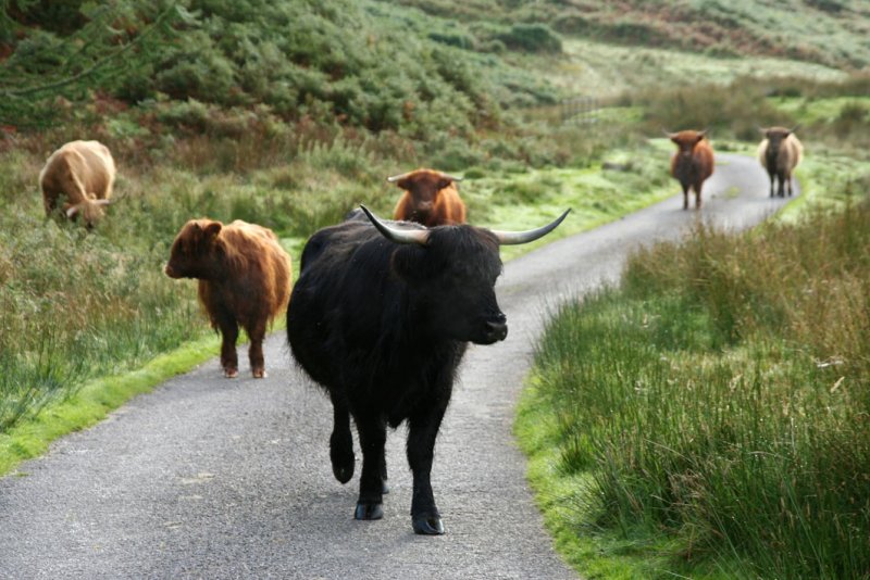 Roadblock