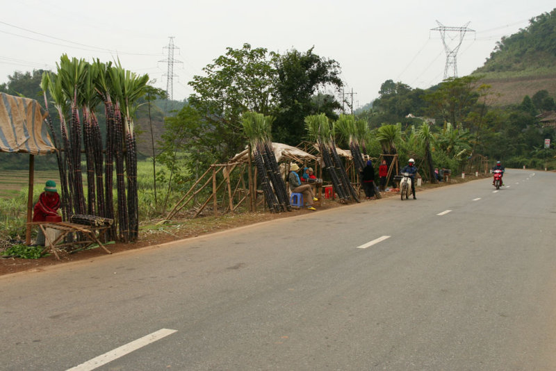 Sugar Cane