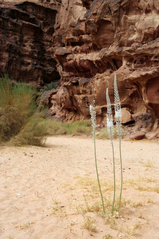 Wadi Rum - Desert Flower