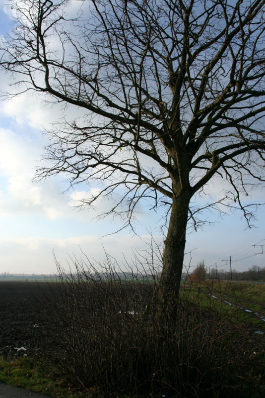 IMG_7517.JPG