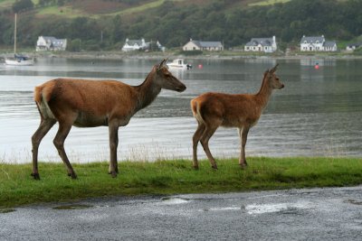 On Arran - Lochranza