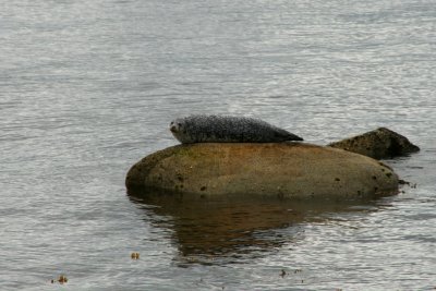 Seal beaching