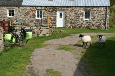 Curious sheep