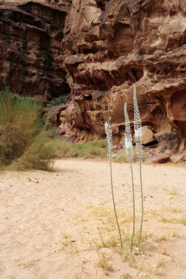 Wadi Rum - Desert Flower