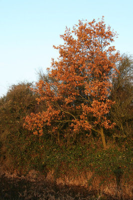IMG_7553.JPG