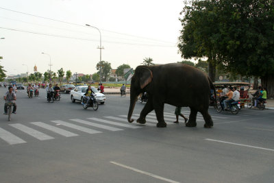 walking the elephant