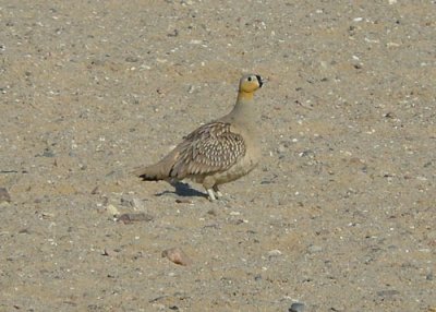 Crowned Sandgrouse near Hurghada