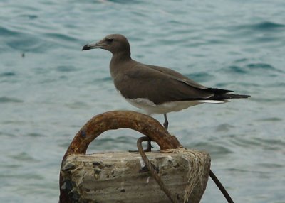 Sooty Gull at Hamata
