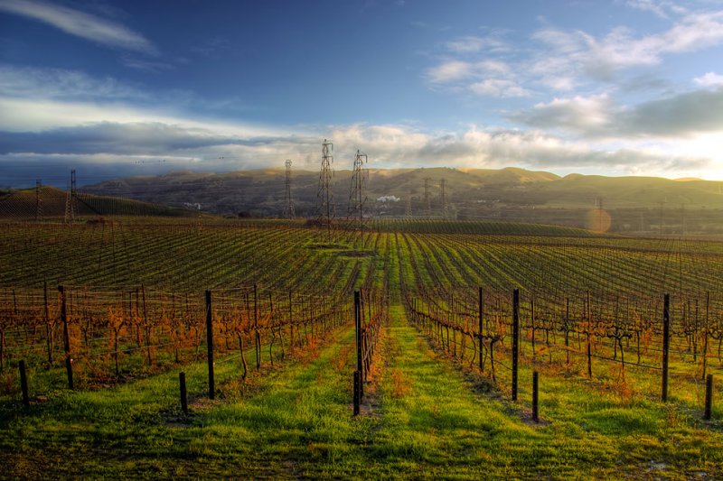 Vineyard in Winter