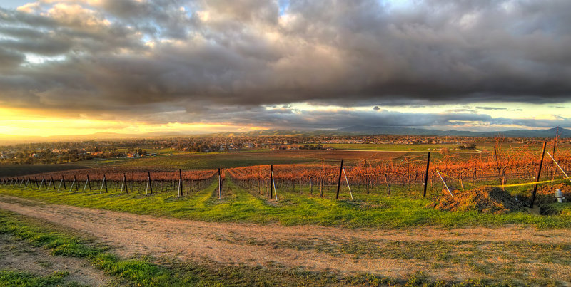 Vineyard in Livermore