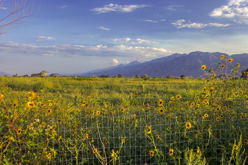 High Desert Meadow