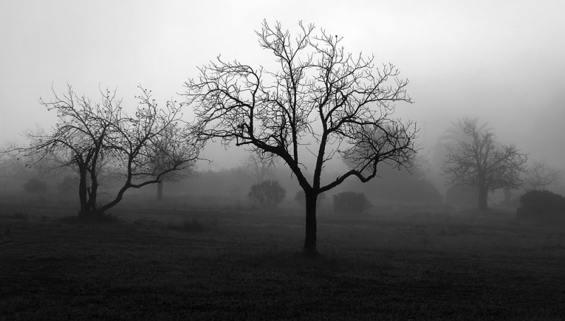 Fog